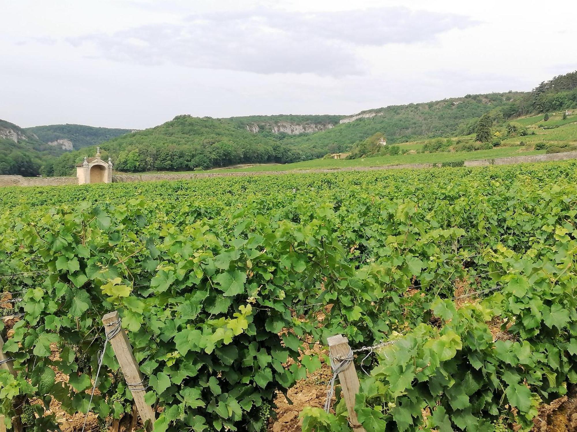 Gite Hautes Cotes De Nuits Curtil-Vergy Exteriör bild